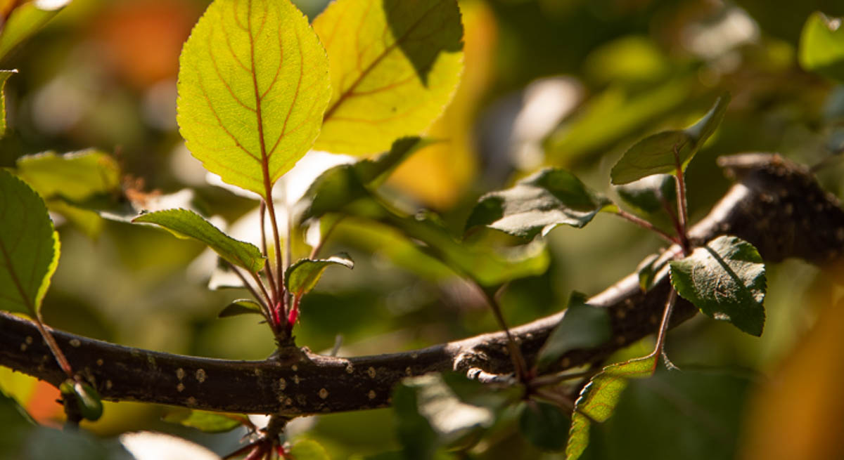 Purple_Springs_Details-0013
