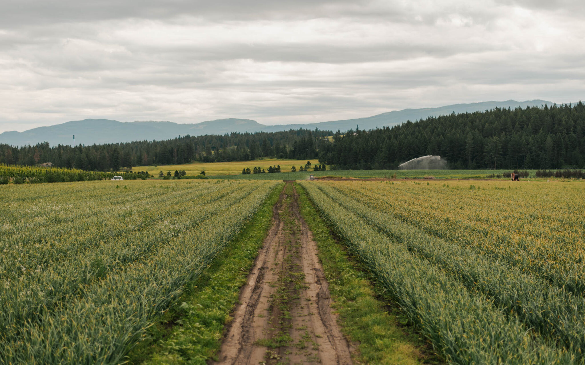 Nutrient Density in our Food