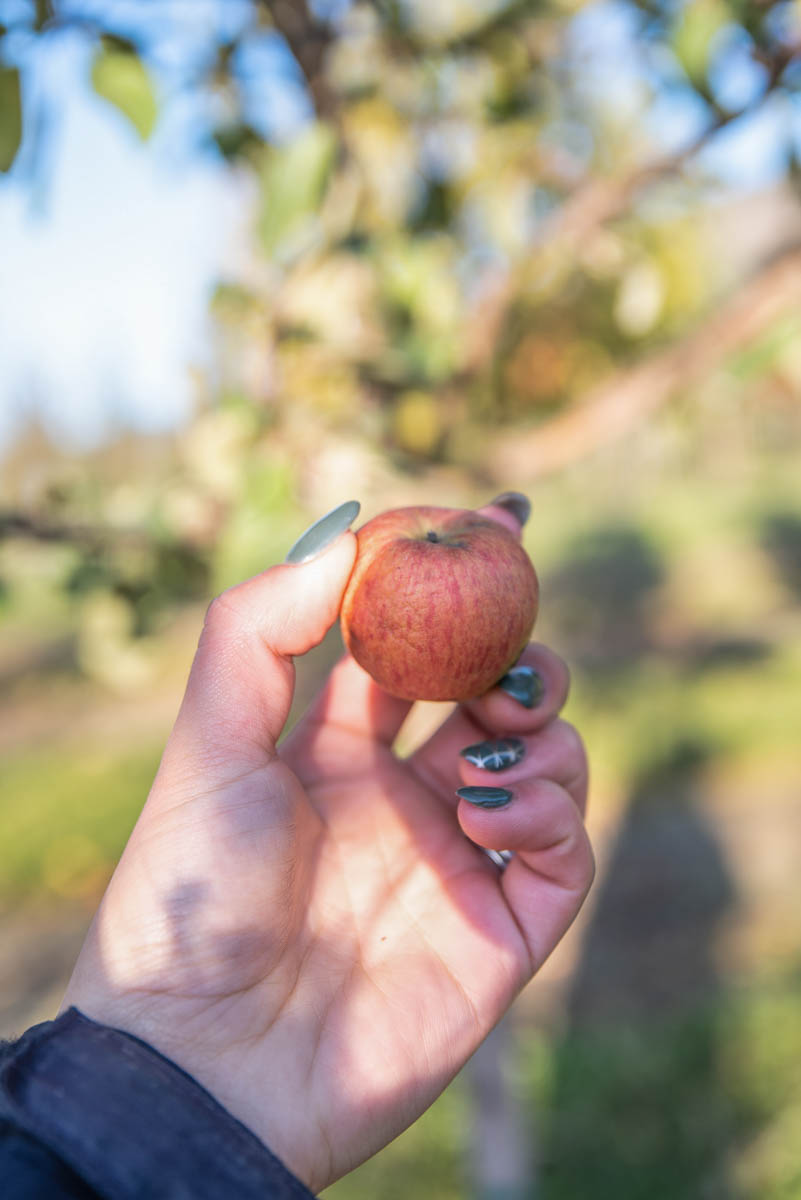 Apple_Honeycrisp-04