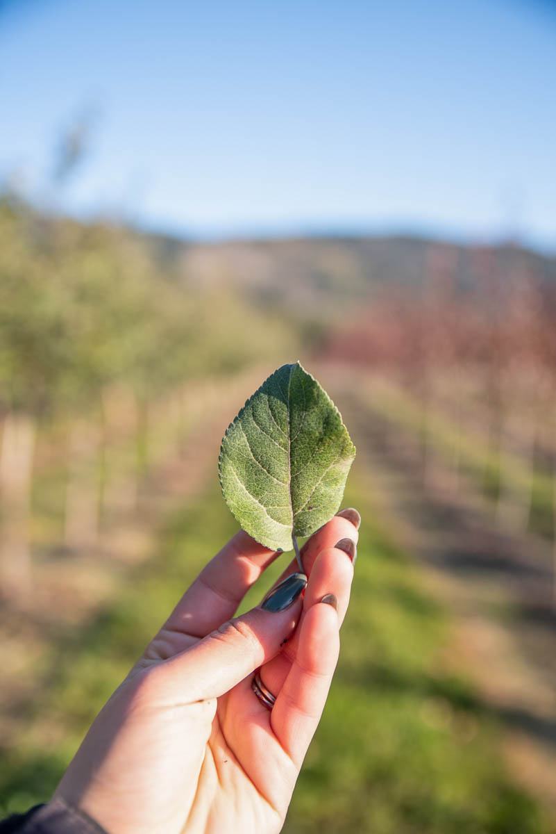 Apple_Honeycrisp-05