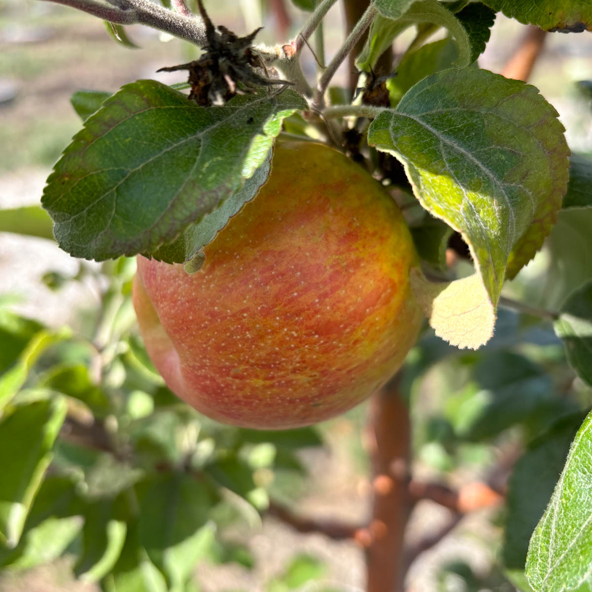 Honeycrisp Apple