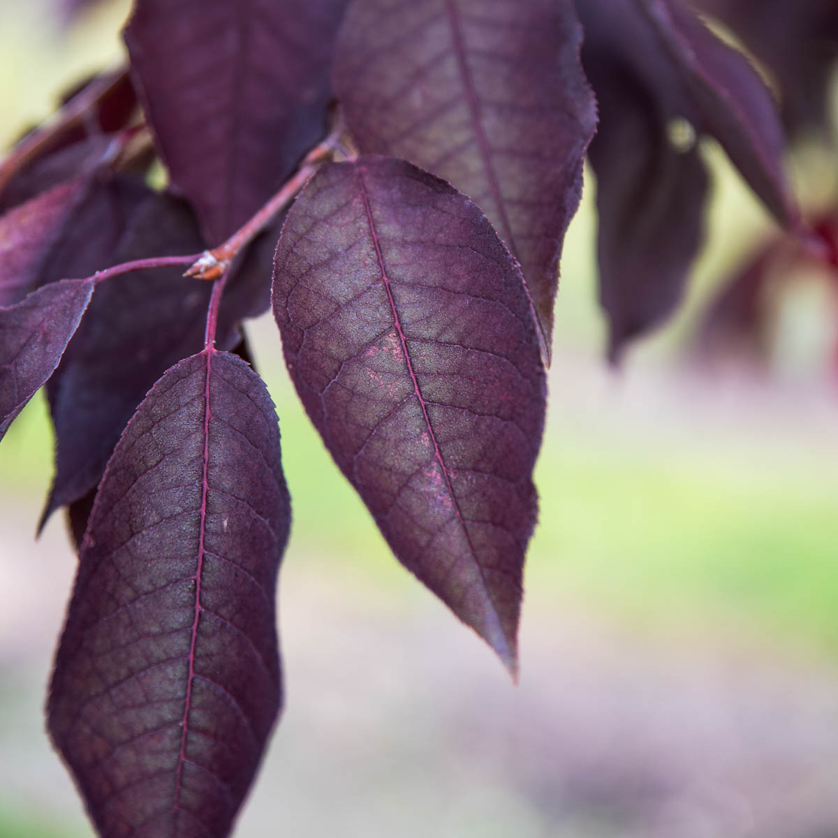 Schubert Chokecherry