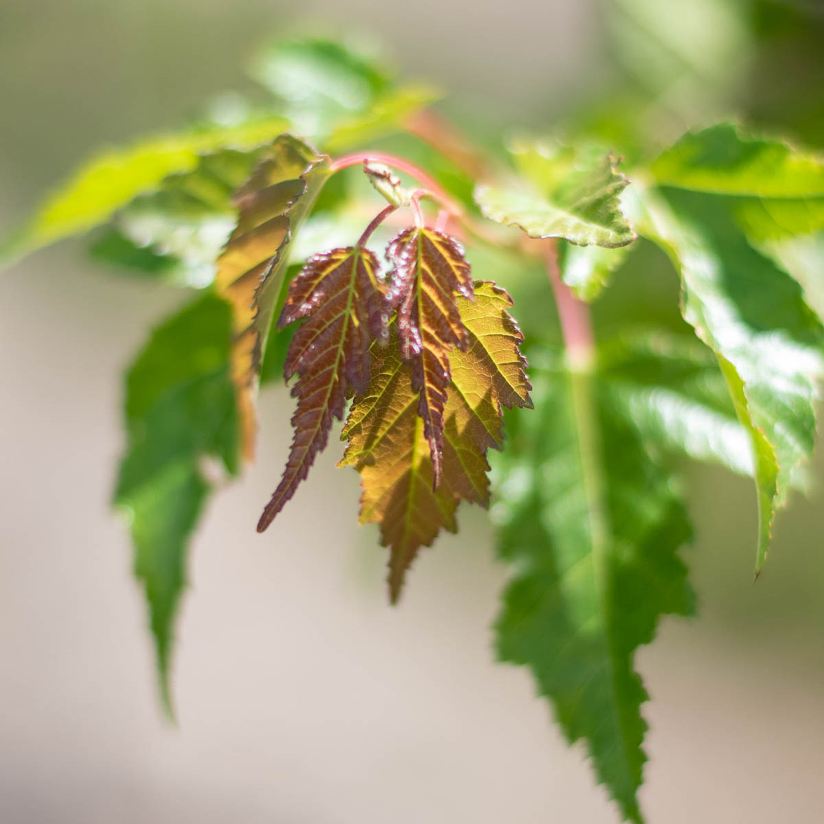 Amur Maple Multi Stem