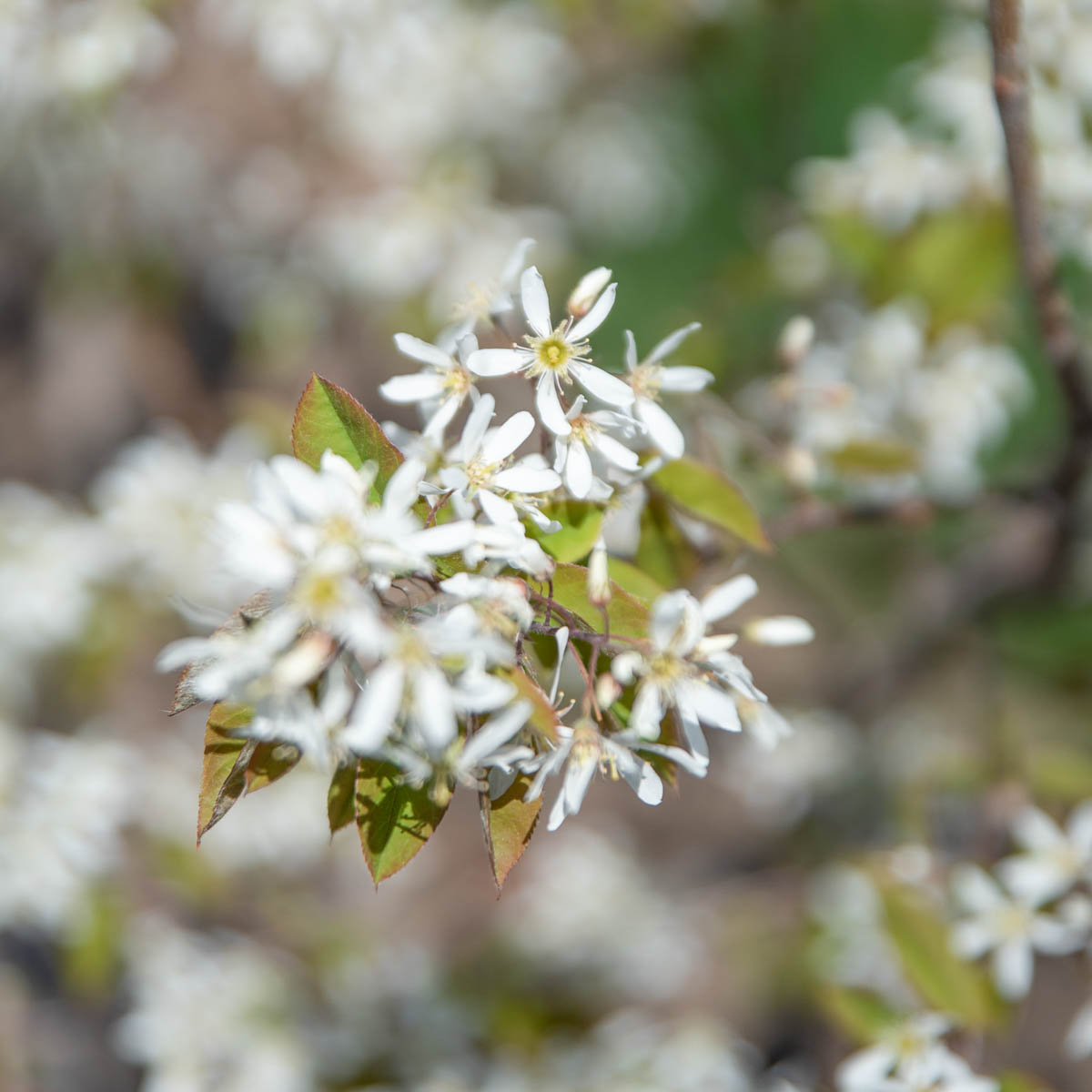 Autumn Brilliance Serviceberry (Shrub Form)