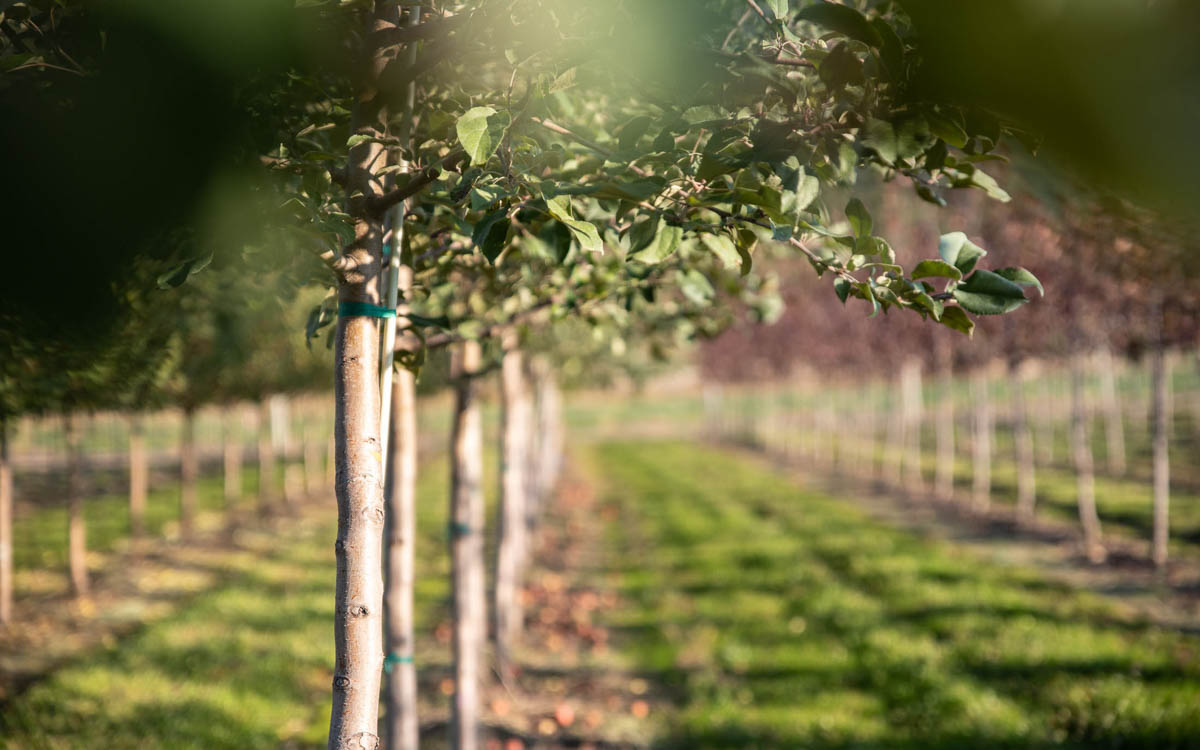 4 Gorgeous Trees to Plant in Kelowna BC
