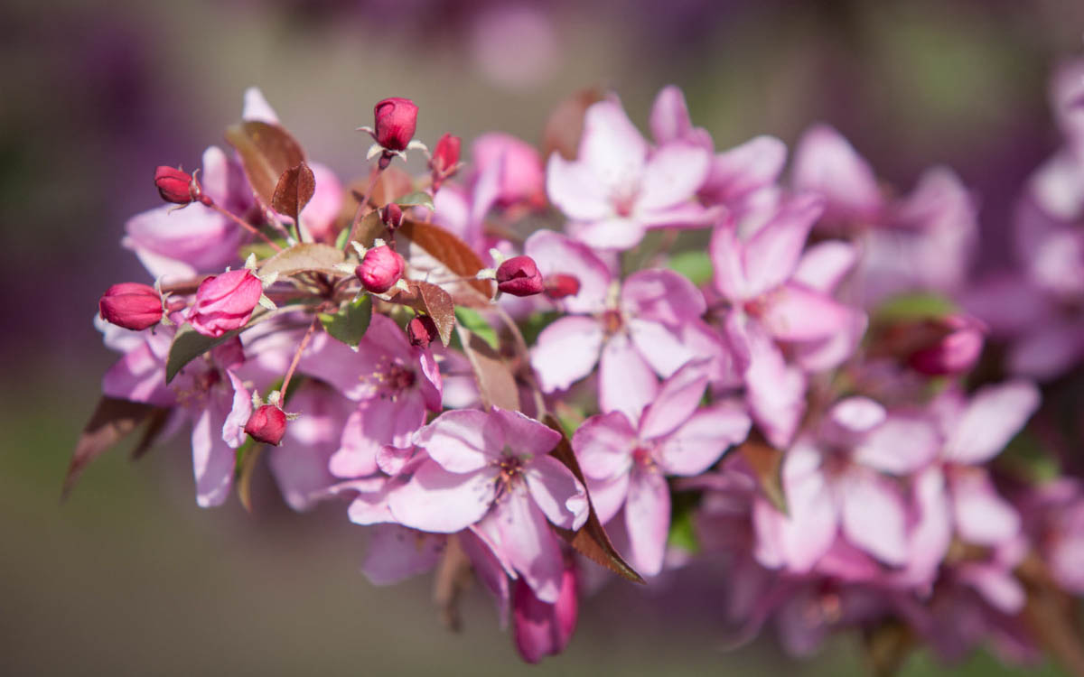 5 Flowering Trees to Beautify Your Lawn
