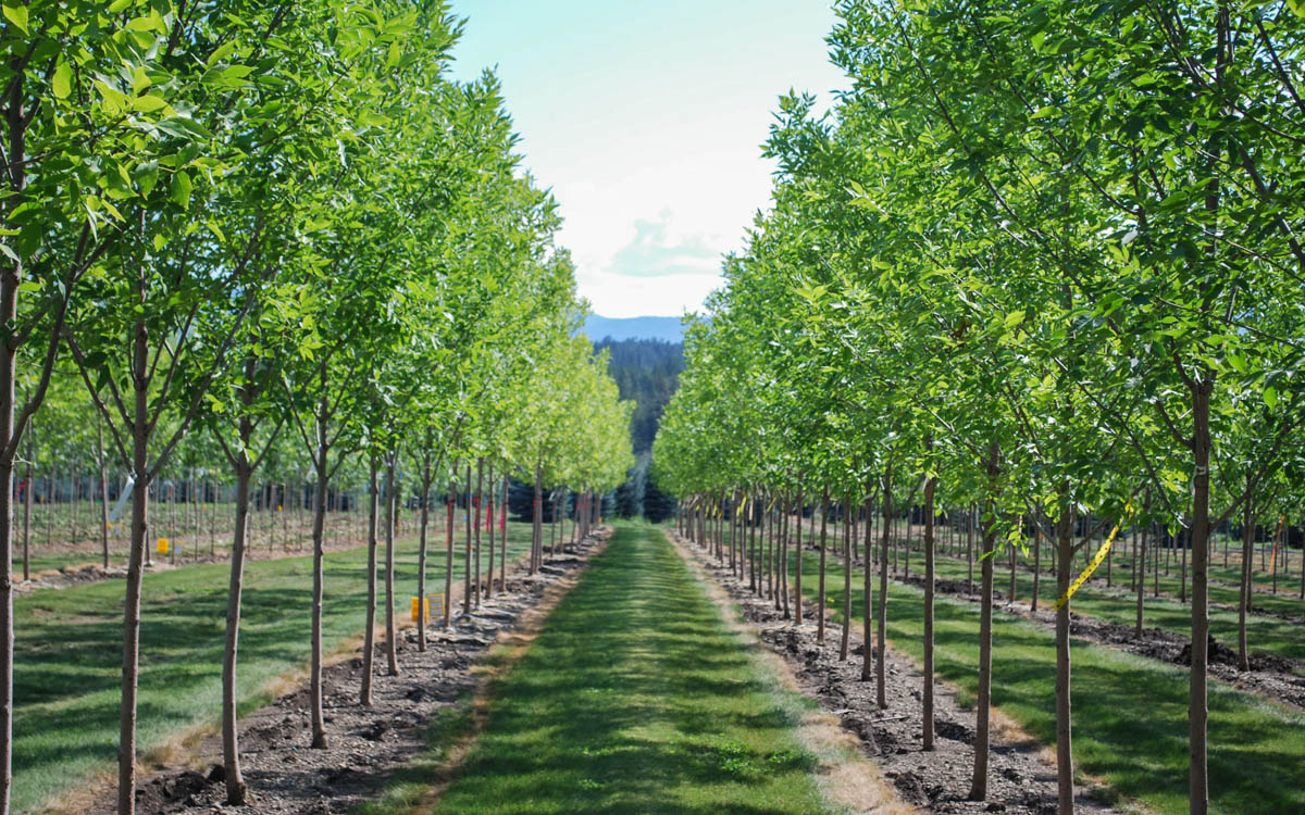 Top 5 Trees to Plant in Salmon Arm BC