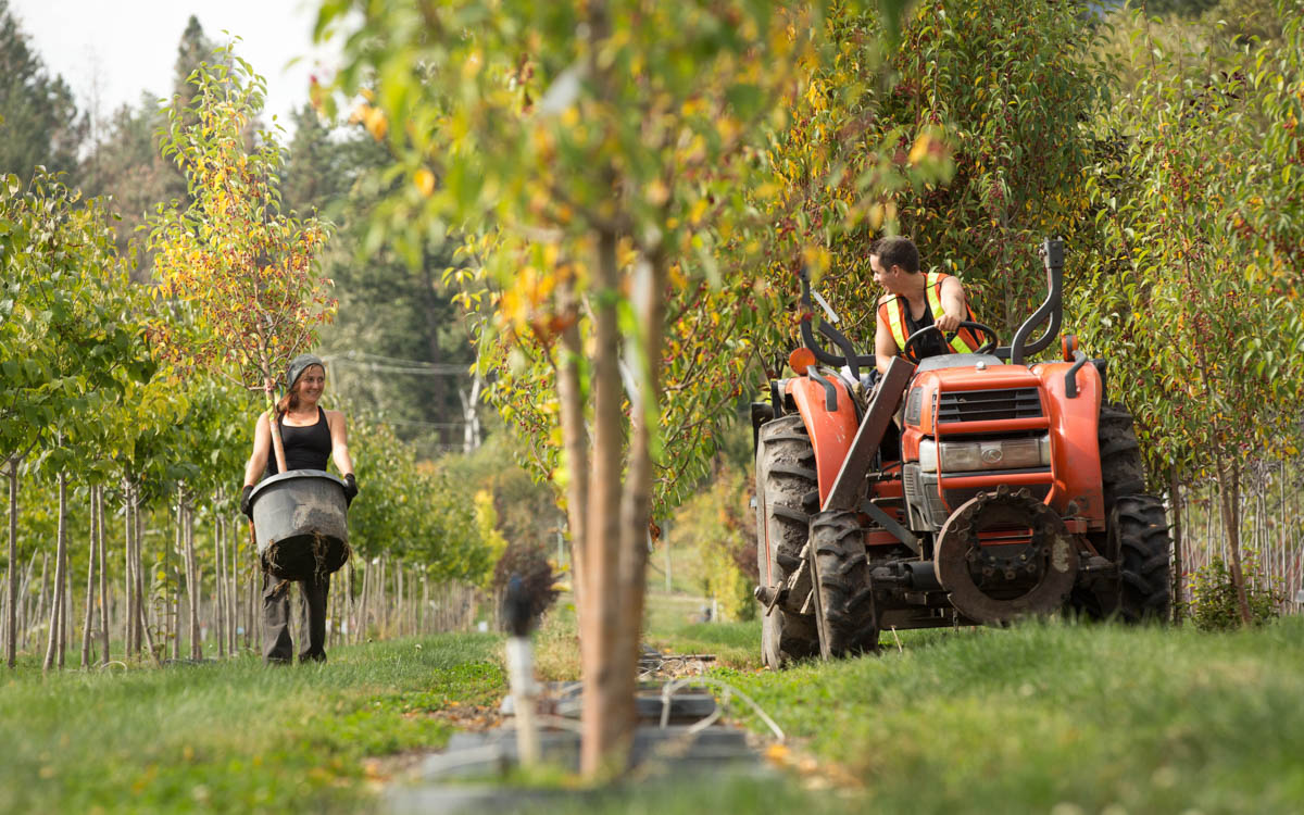 6 Potted Trees Your Landscape Clients Will Love