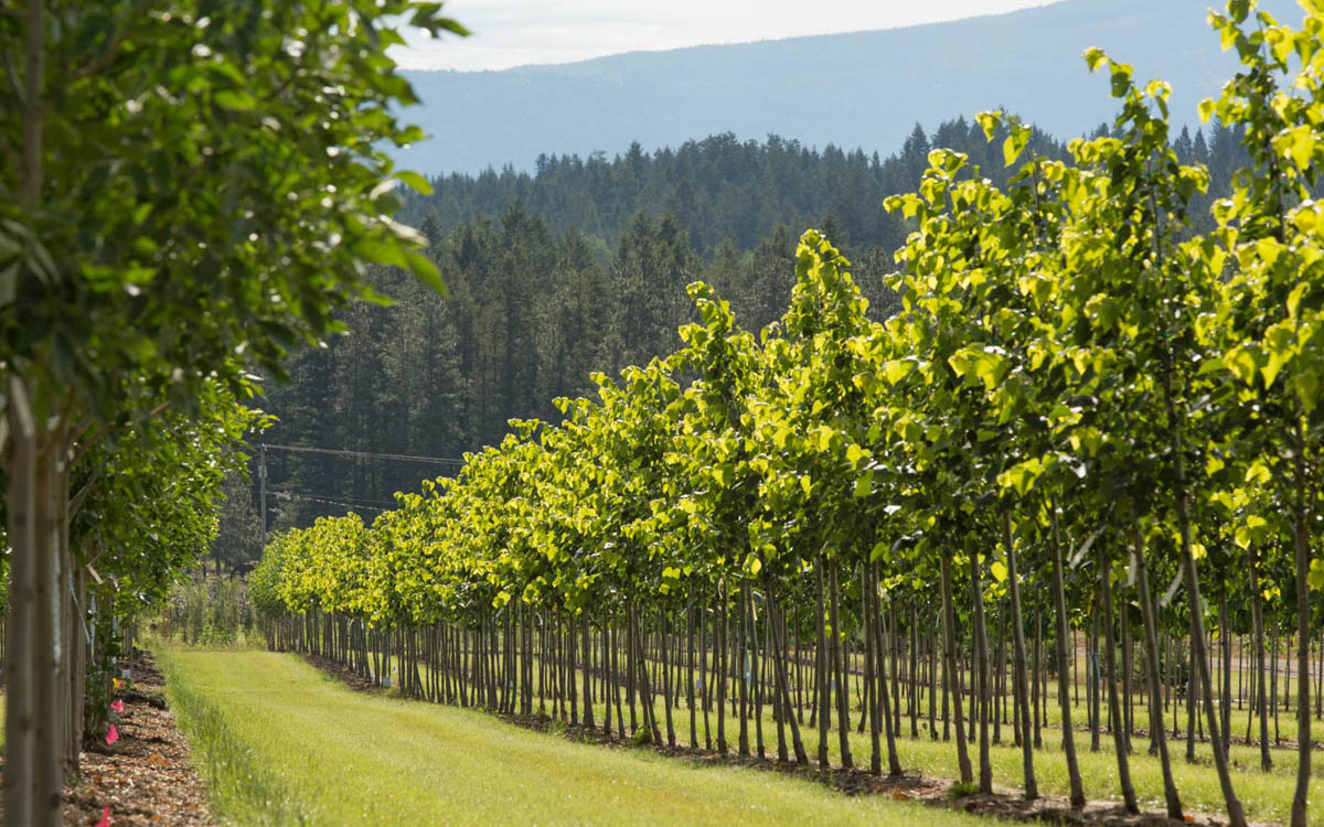 7 Trees to Plant in Kamloops BC