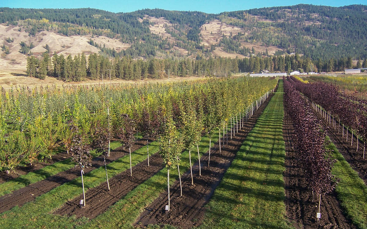 6 Trees that will Thrive in Vernon BC