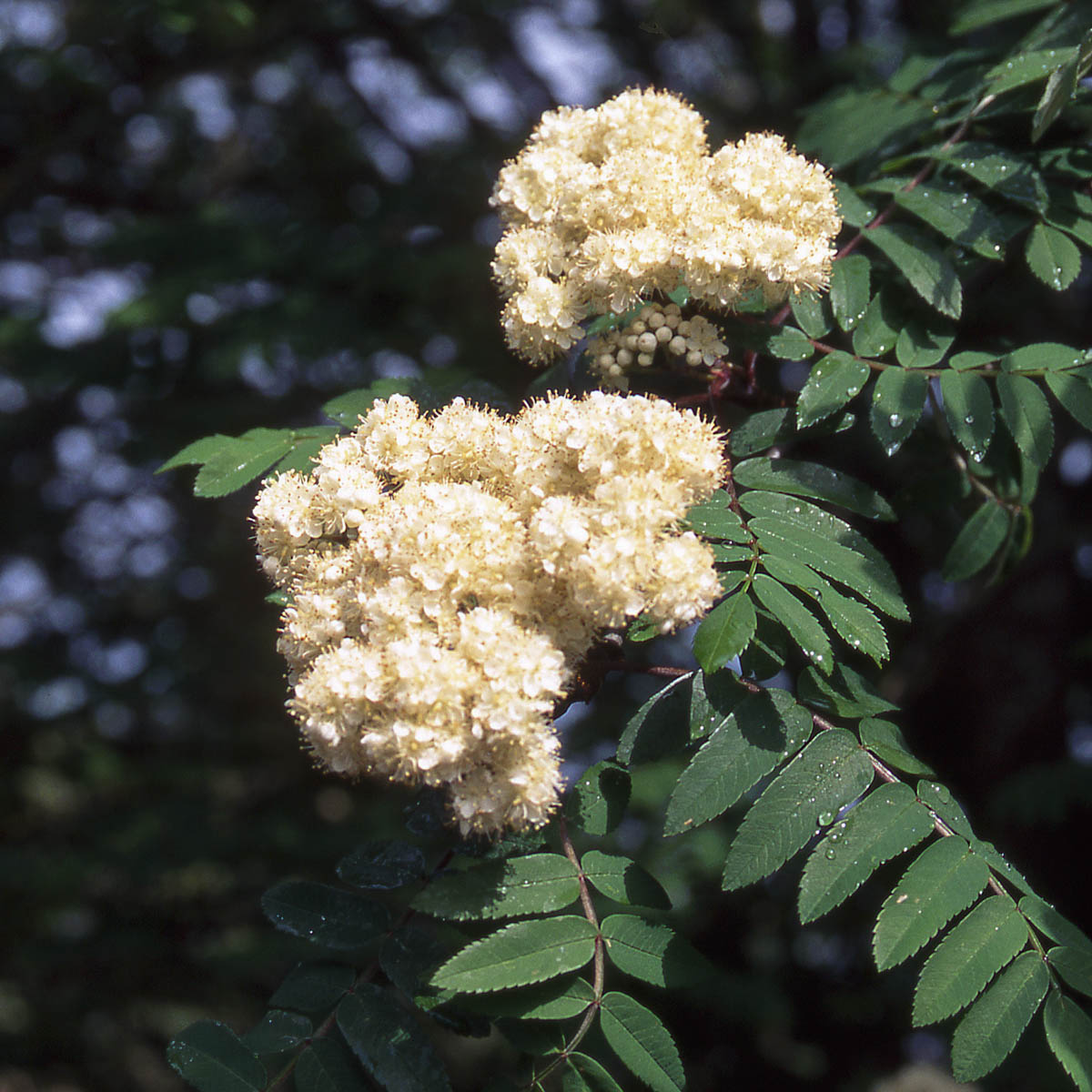 Cardinal Royal Mountain Ash
