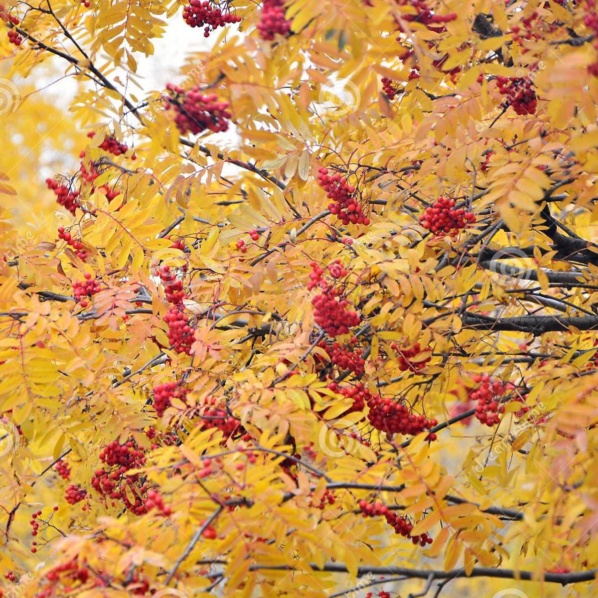 Russian Mountain Ash