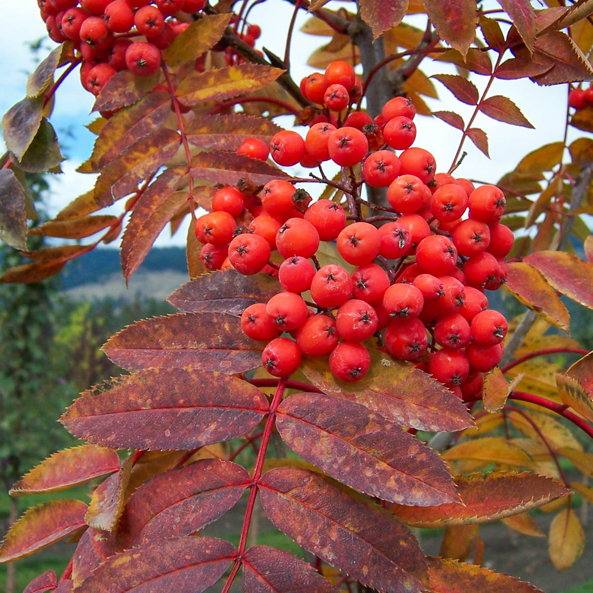 Showy Mountain Ash