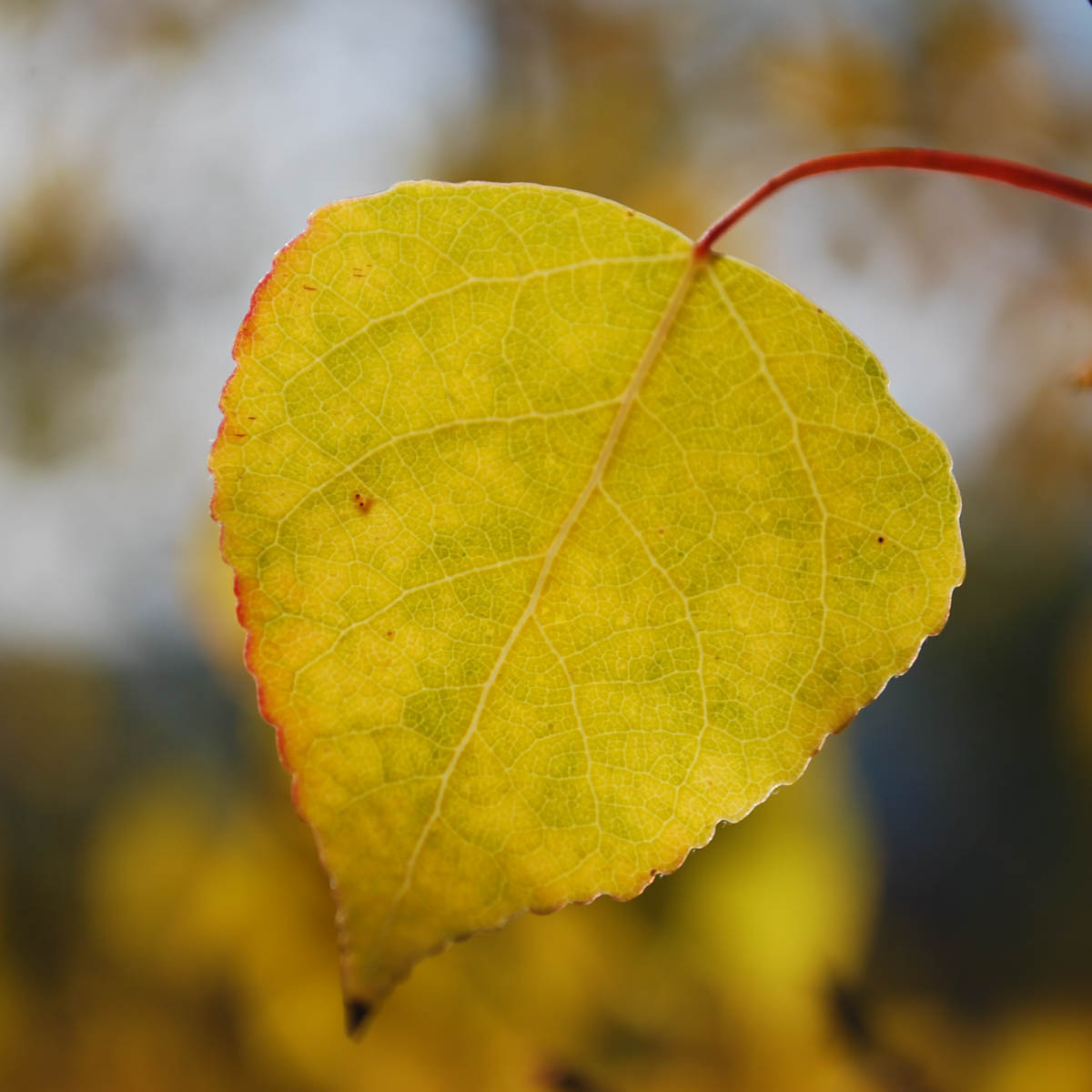 Trembling Aspen