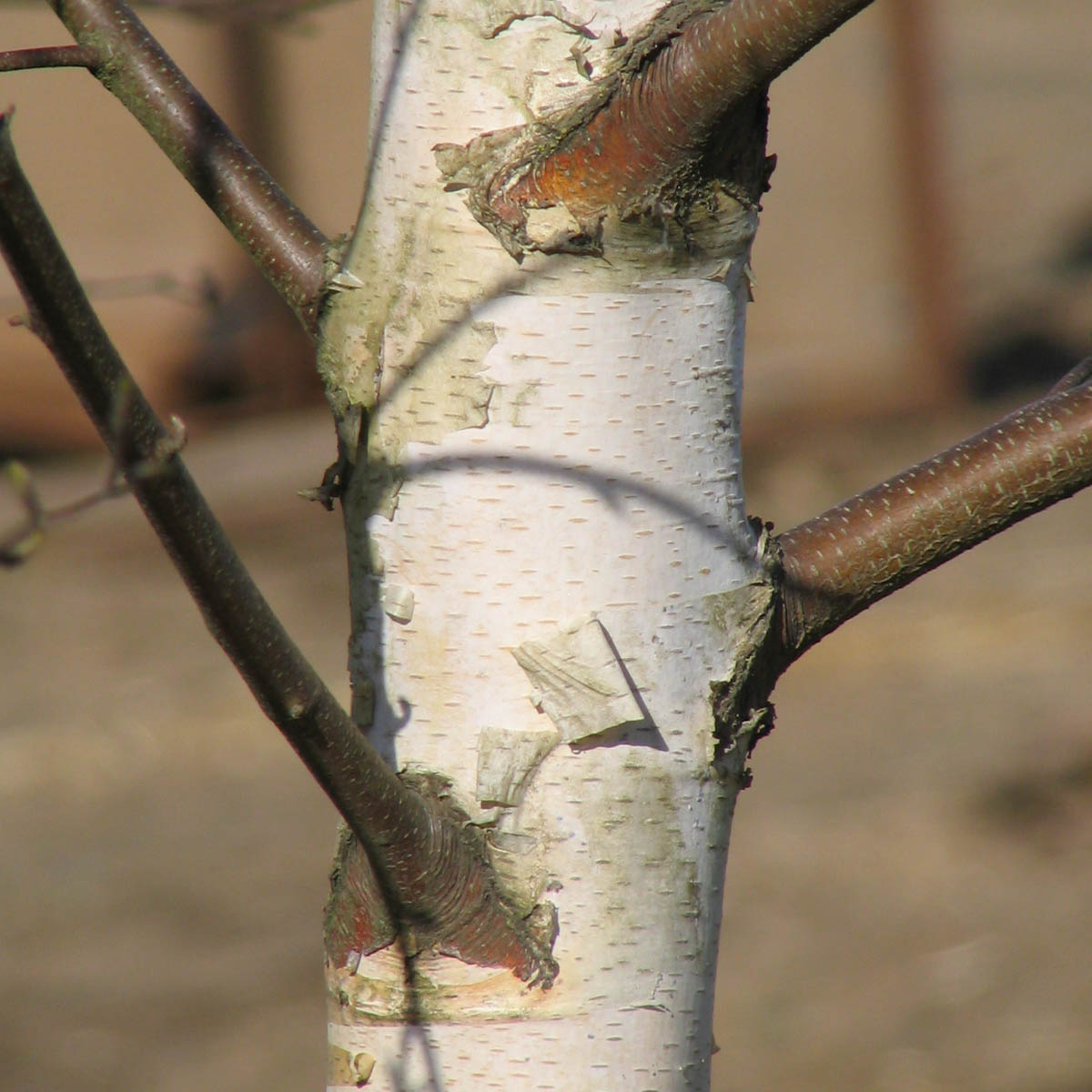 Dakota Pinnacle Birch