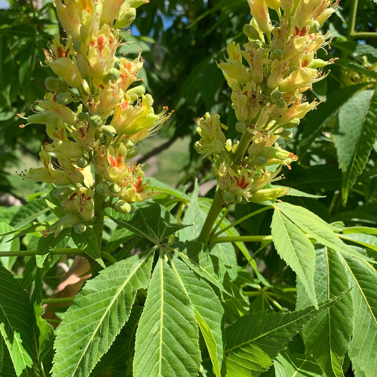 Ohio Buckeye