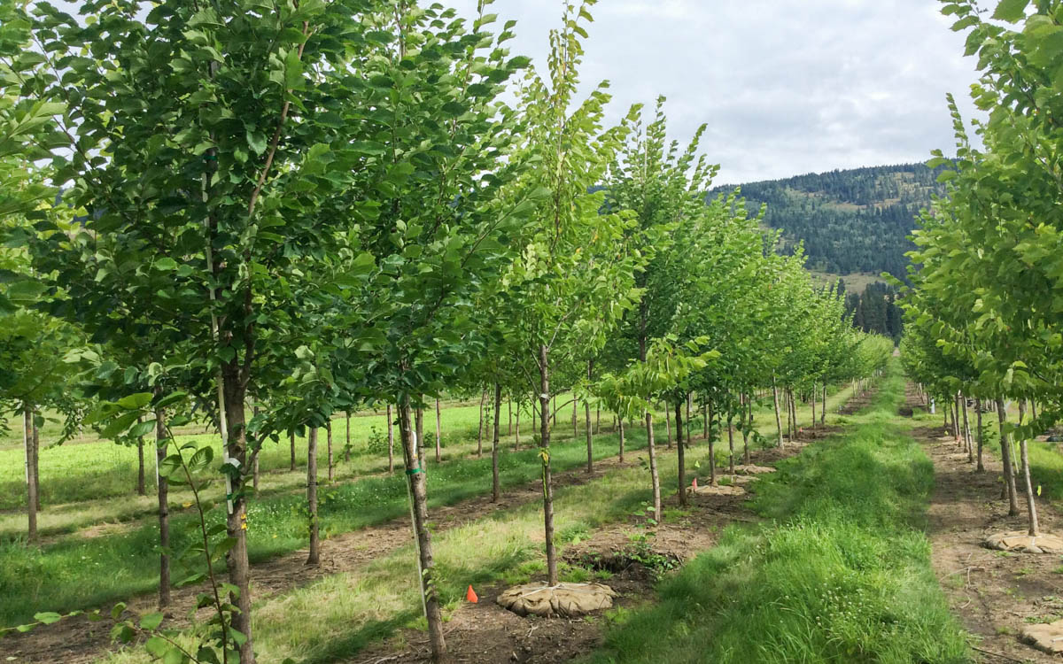 Buy a Tree in Armstrong BC