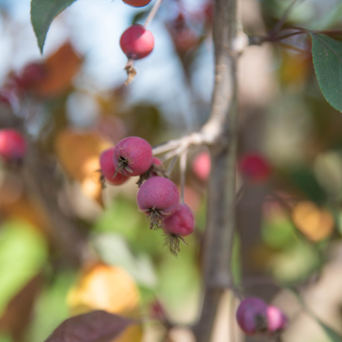 Gladiator Crabapple