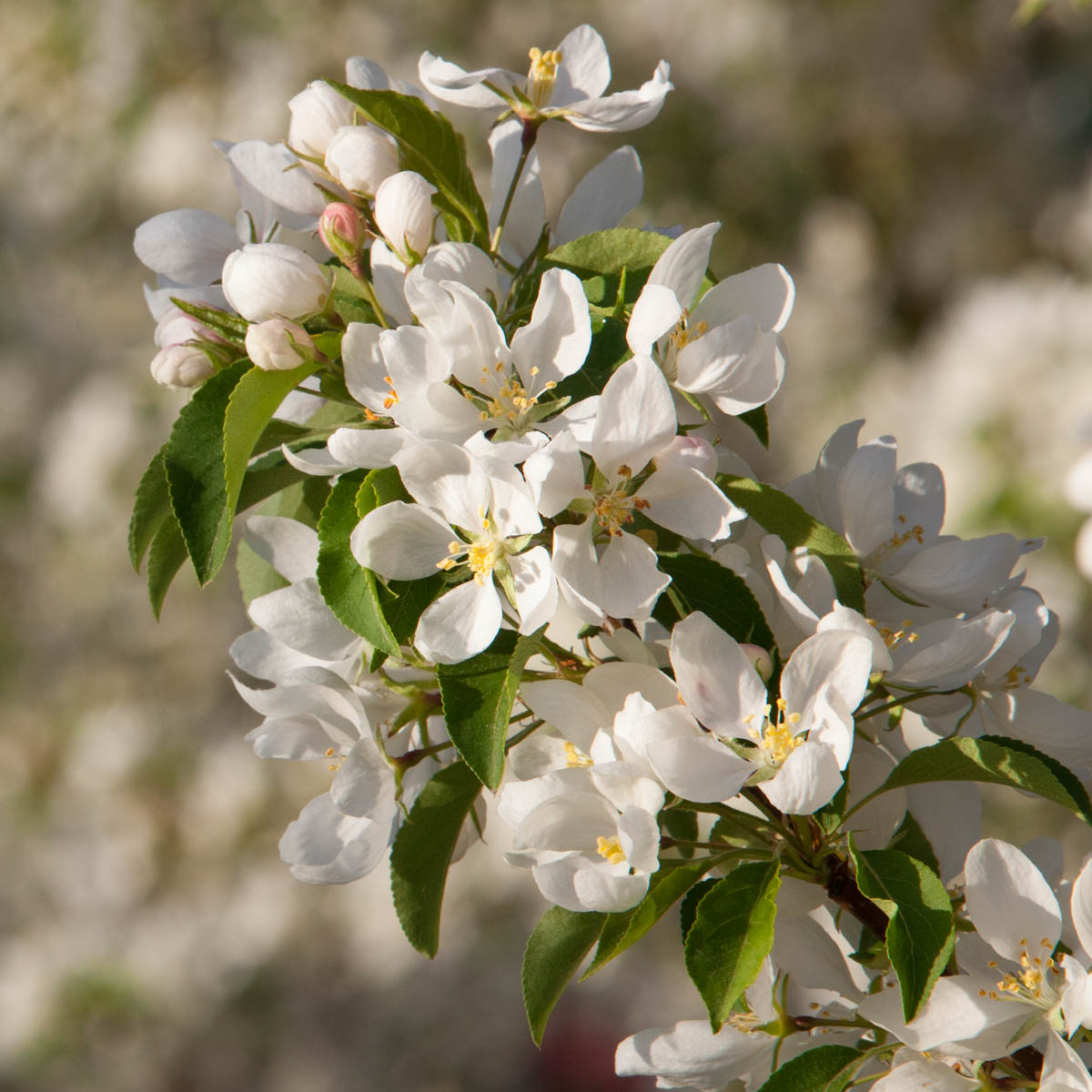 Spring Snow Flowering Crabapple
