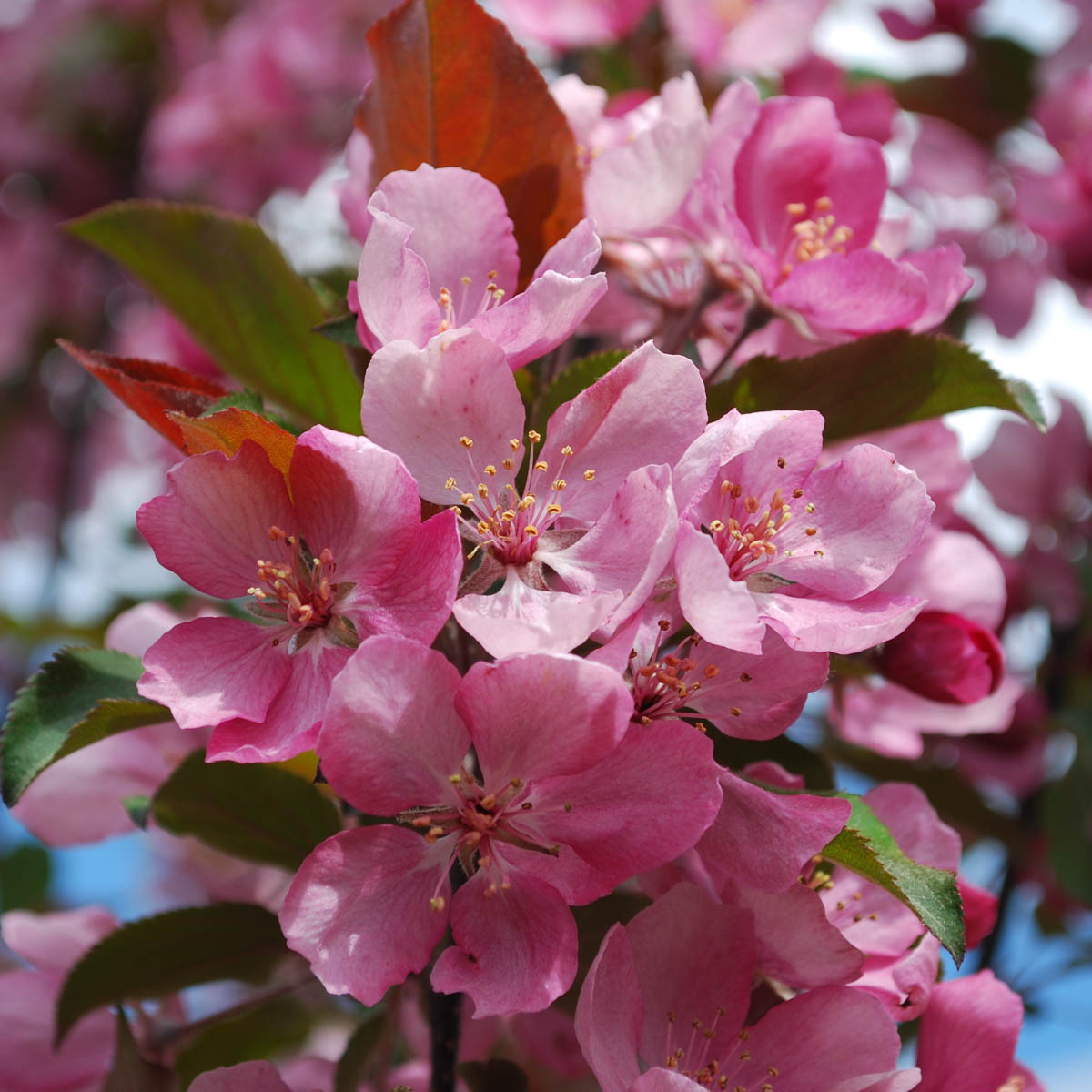 Thunderchild Crabapple