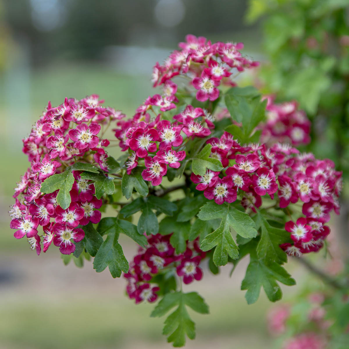 Crimson Cloud Hawthorn