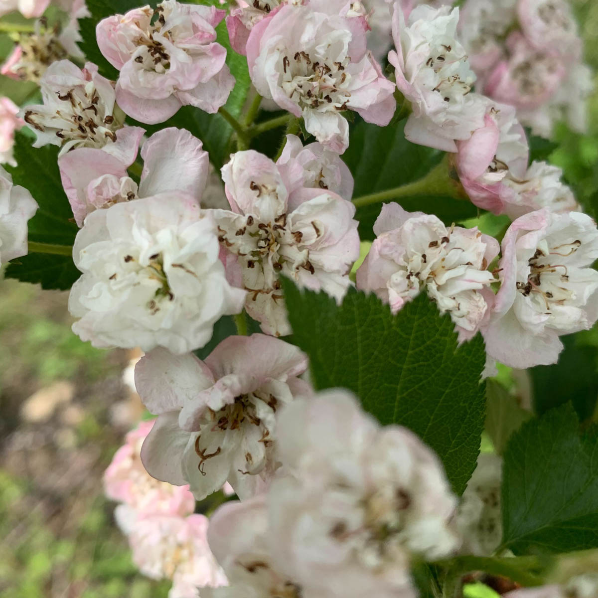 Snowbird Hawthorn