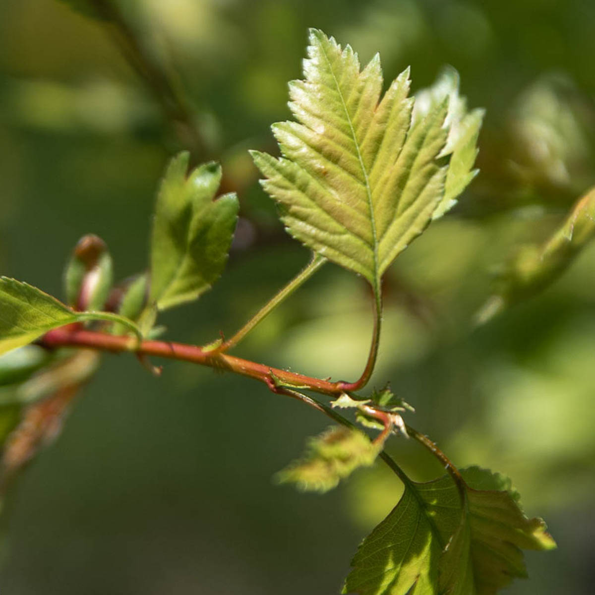 Toba Hawthorn