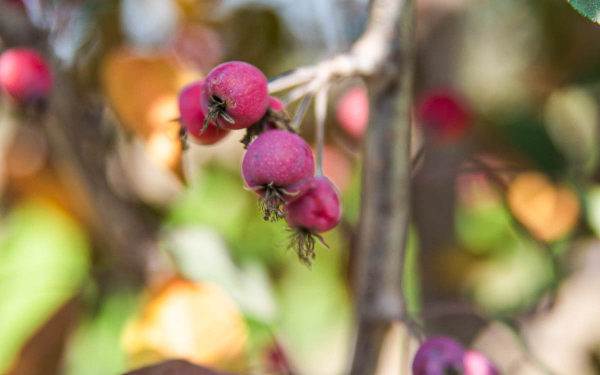 5 Tips to Grow a Healthy Fruit Tree
