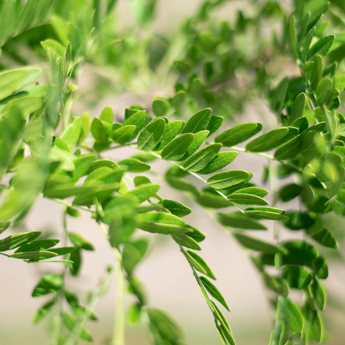 Northern Acclaim Honeylocust