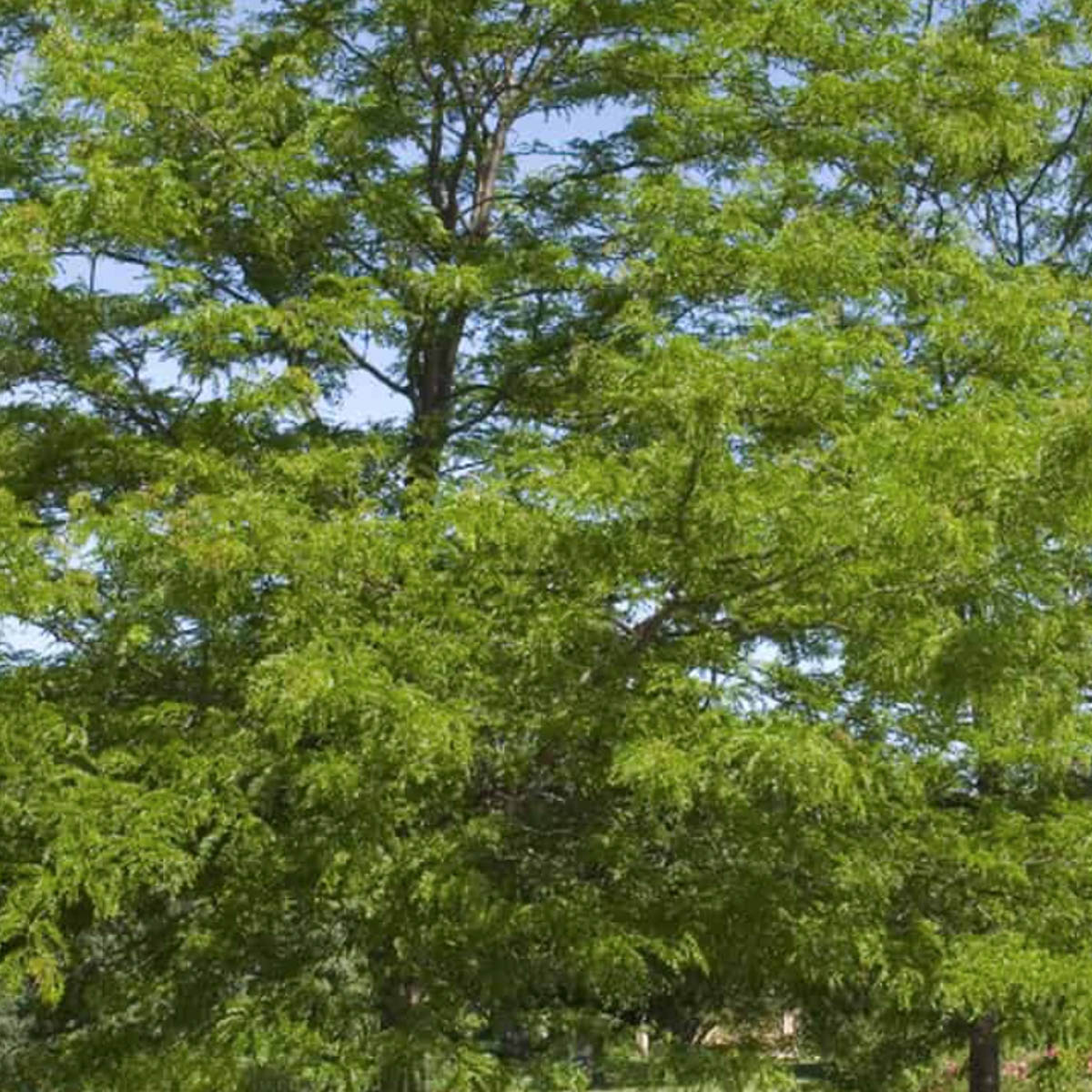 Shademaster Honeylocust