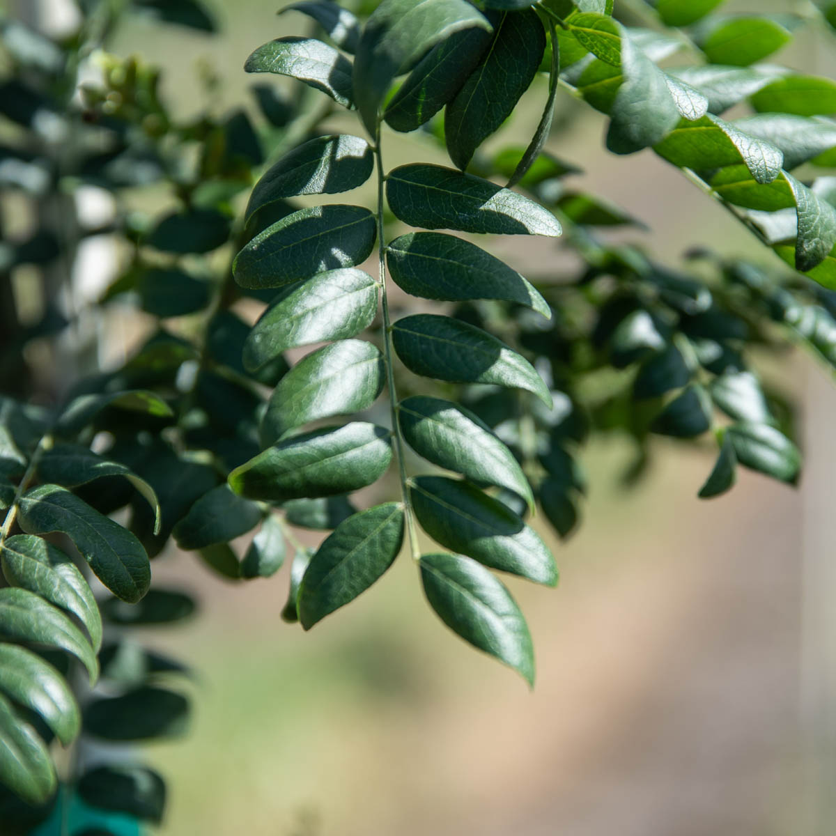 Streetkeeper Honeylocust