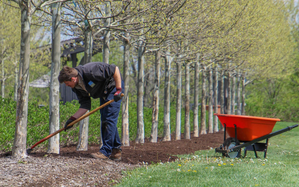 How To Care for Your Tree After Planting