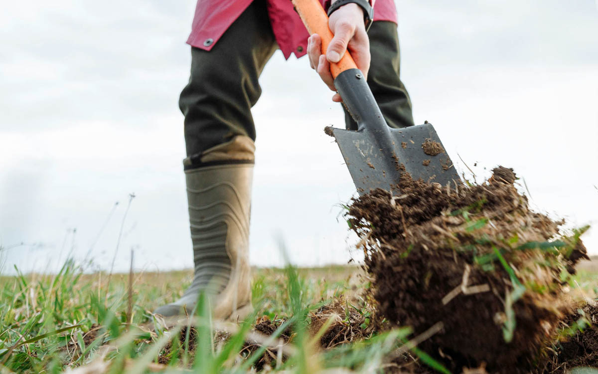 How To Plant A Tree