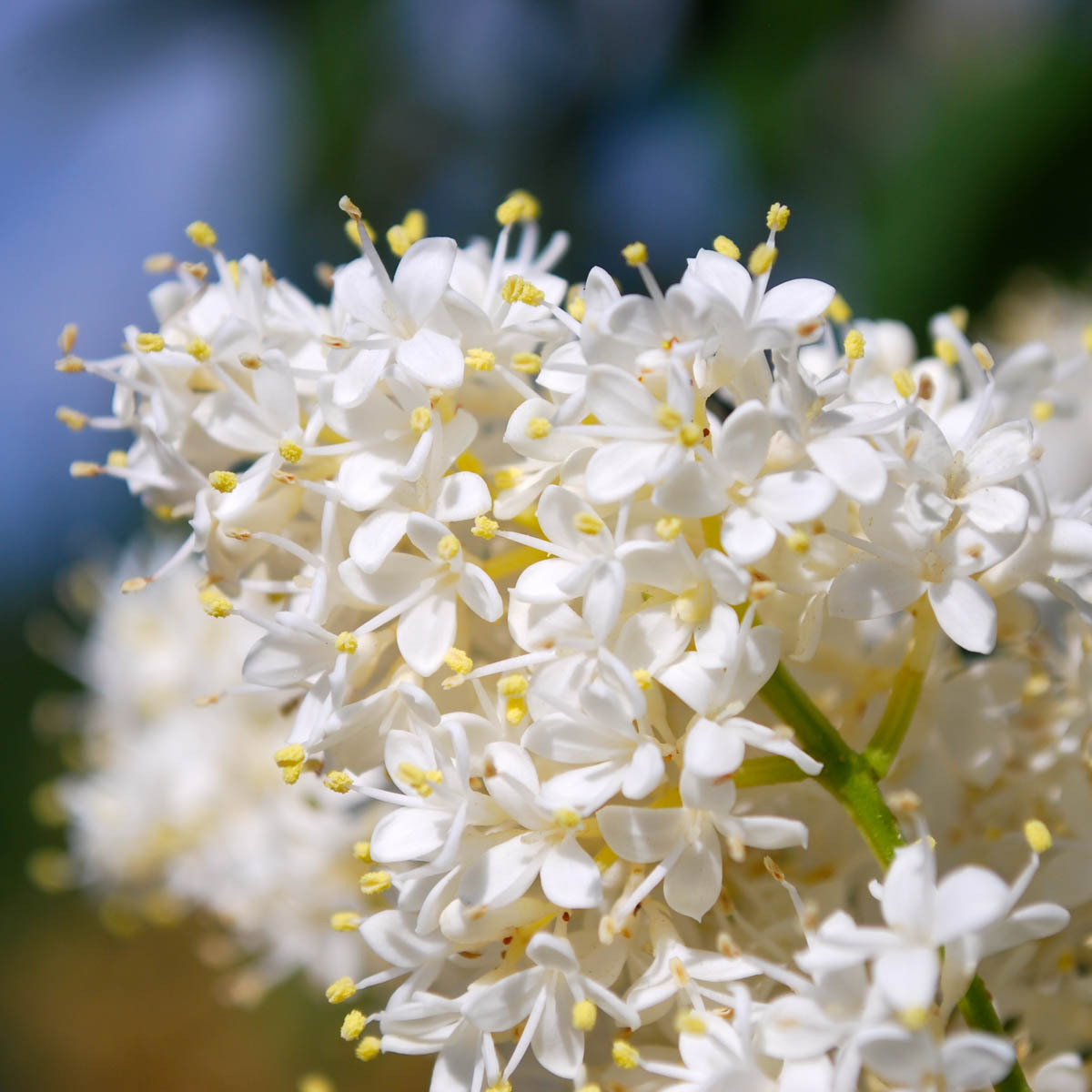 Ivory Silk Japanese Lilac