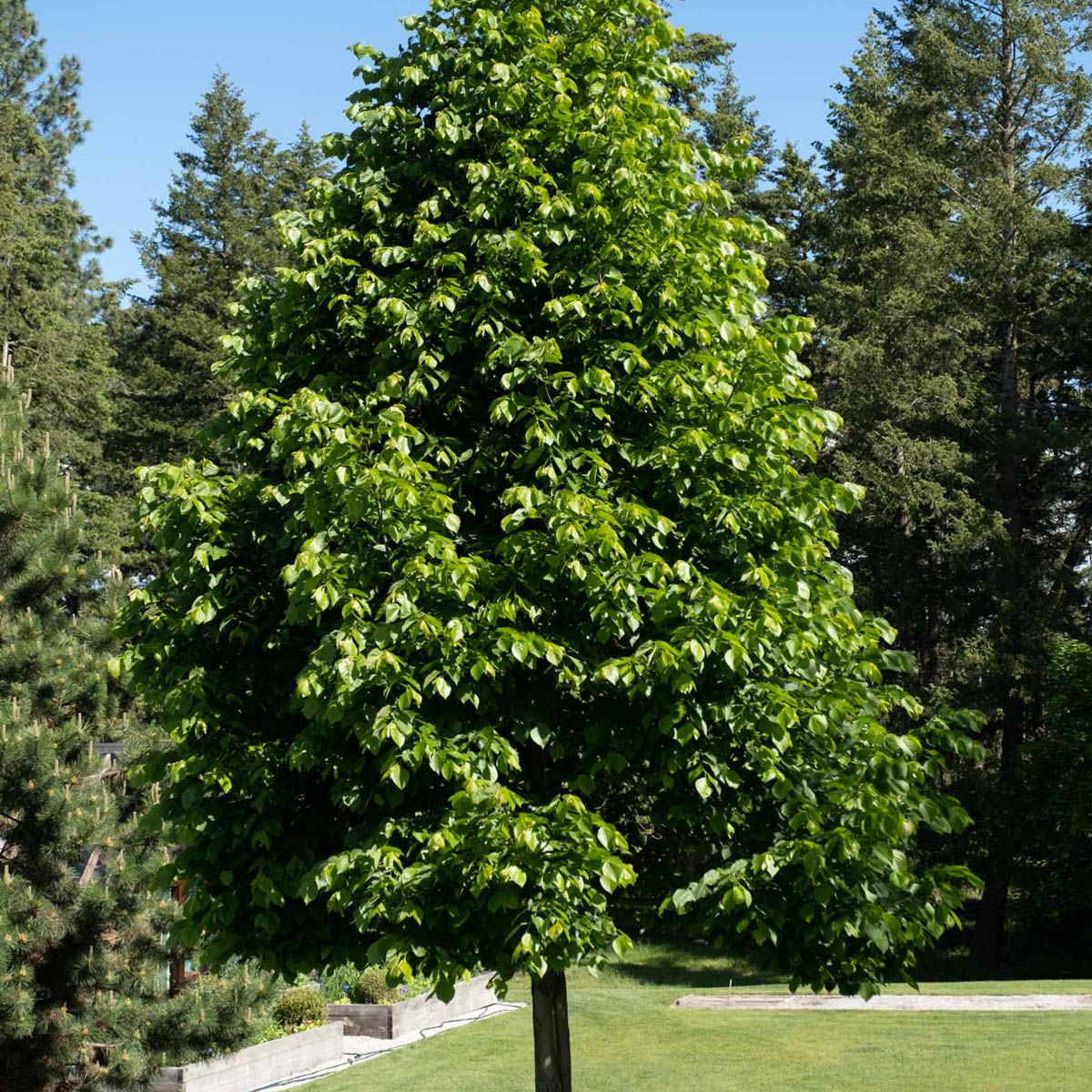 American Sentry Linden