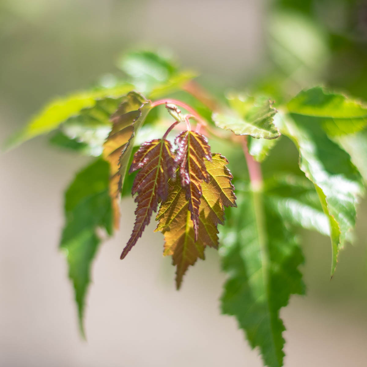 Amur Maple Tree