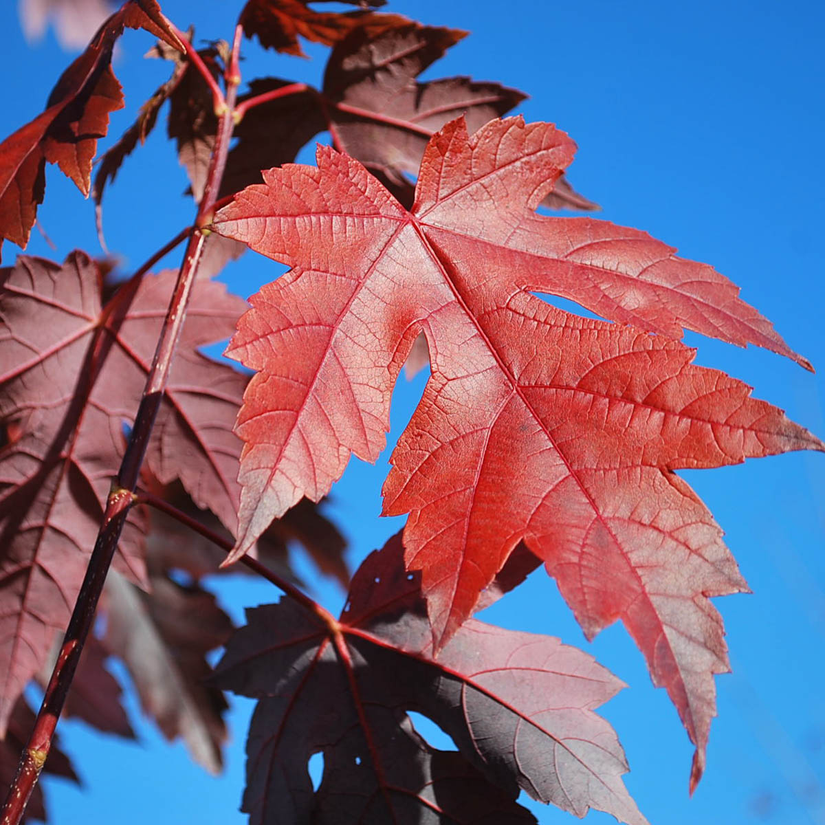 Autumn Blaze Maple