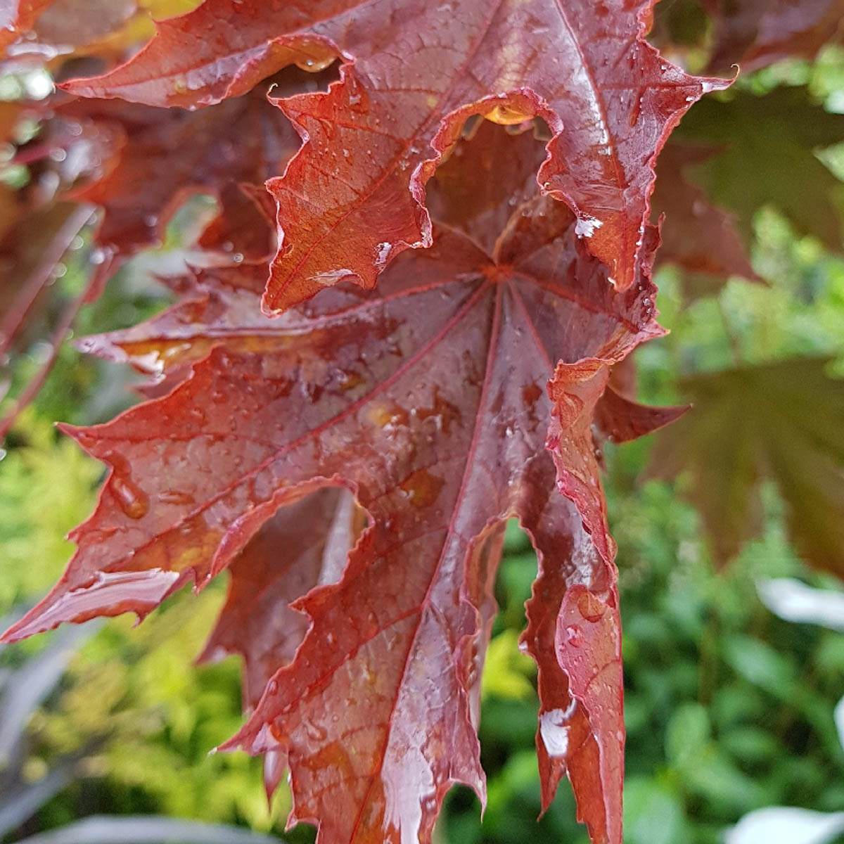 Crimson Sentry Maple