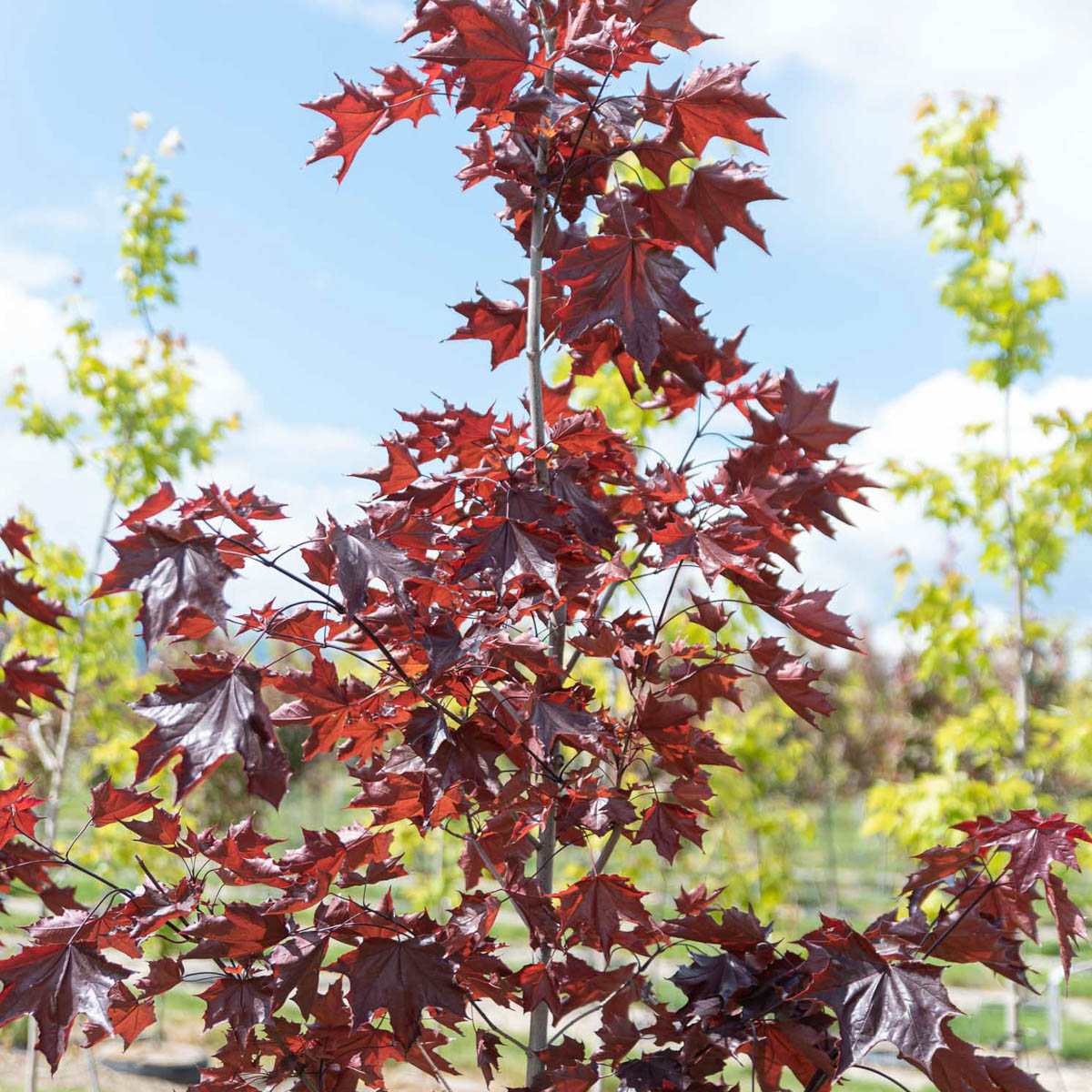 Prairie Splendor Maple