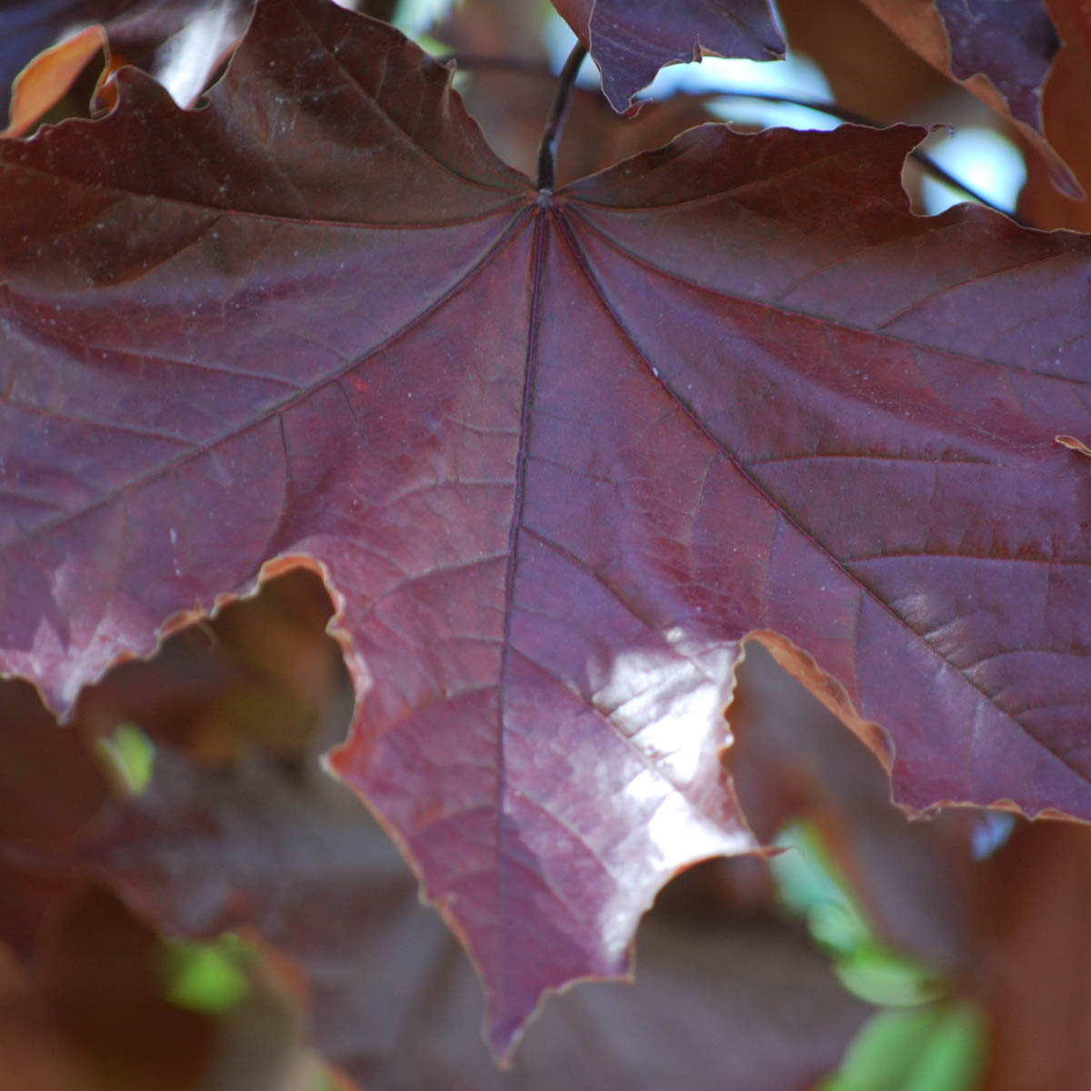 Royal Red Norway Maple