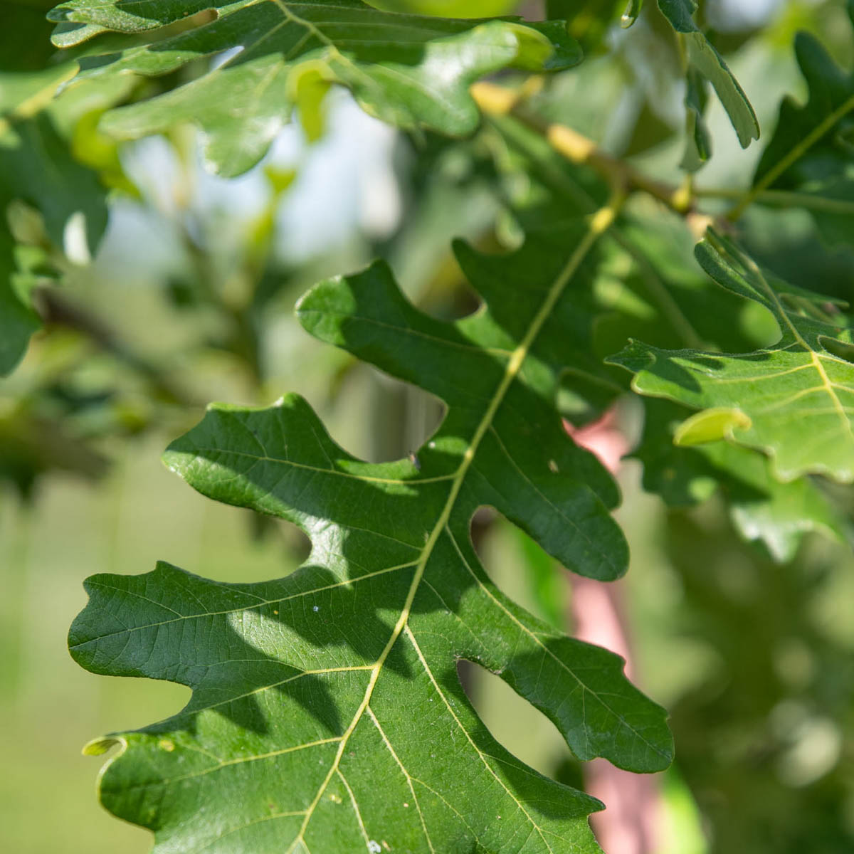 Burr Oak