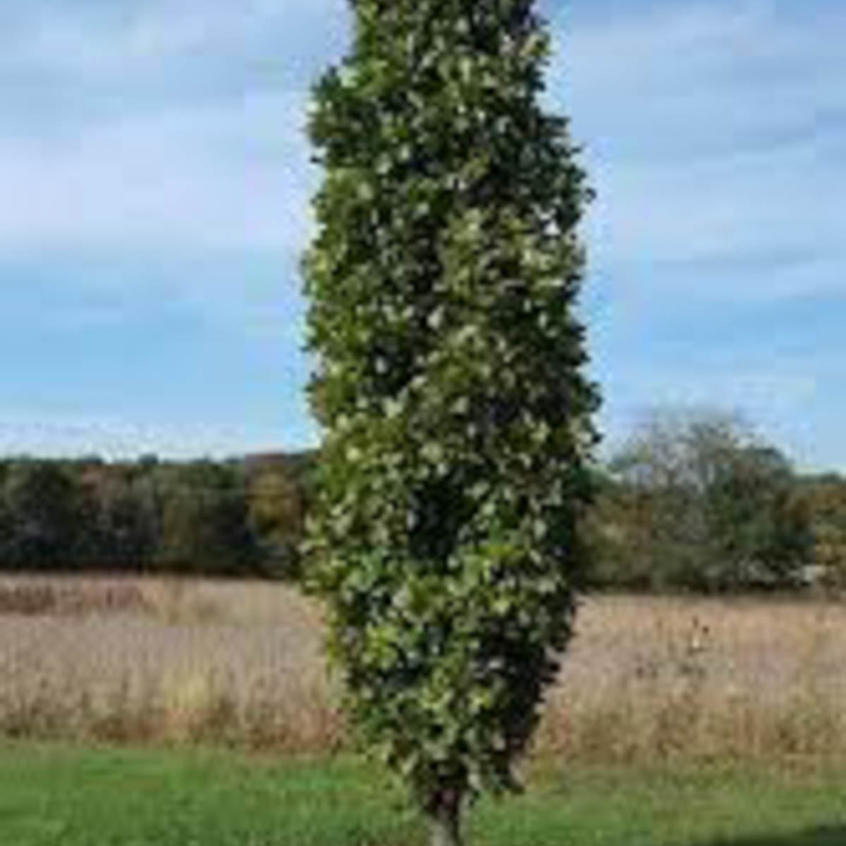 Kindred Spirit Oak