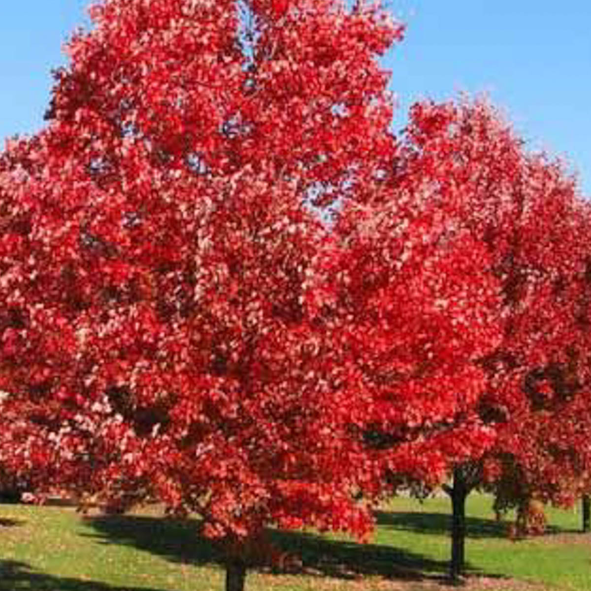 Northern Red Oak