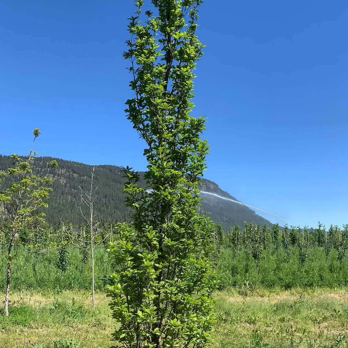 Skinny Genes Columnar Oak