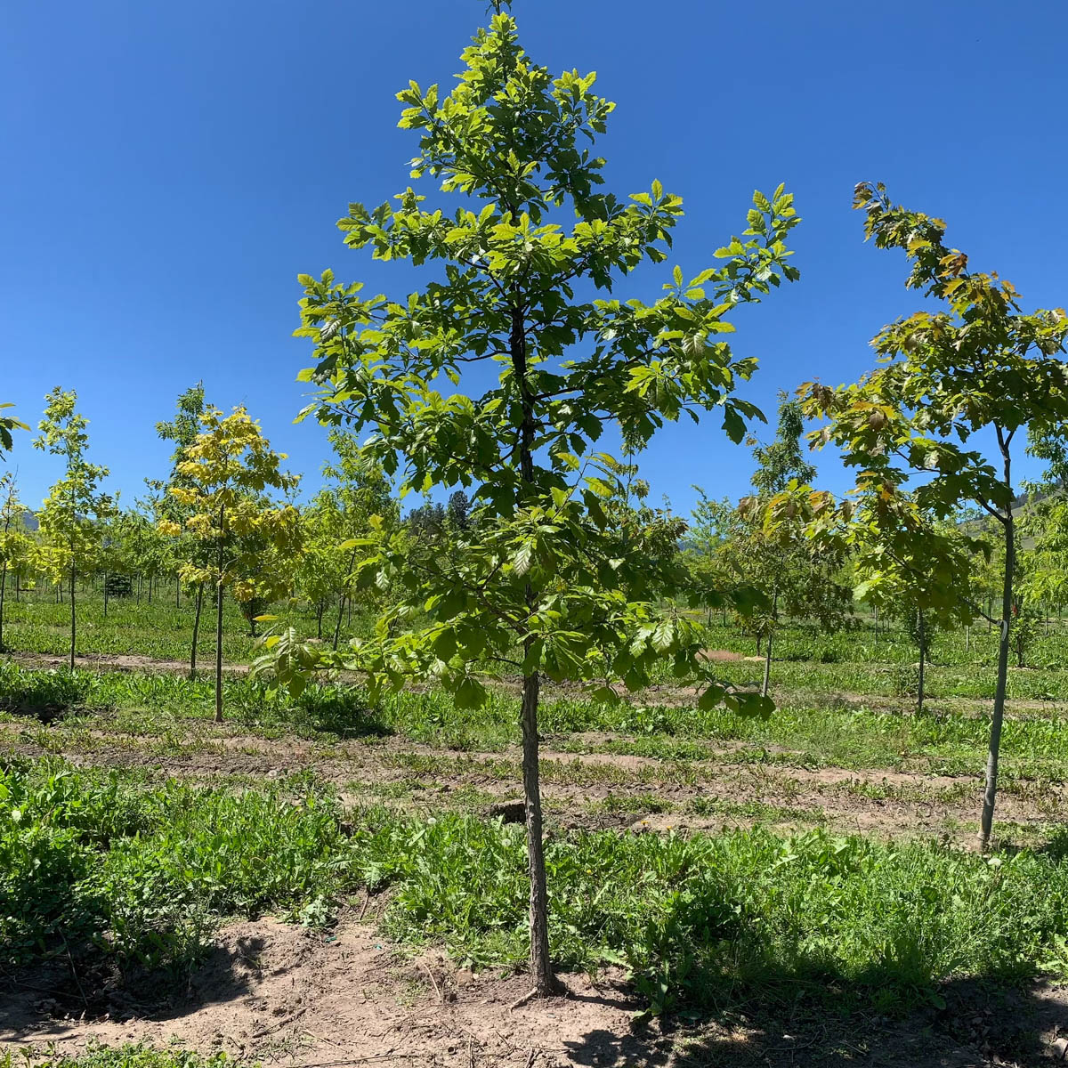 Swamp Oak