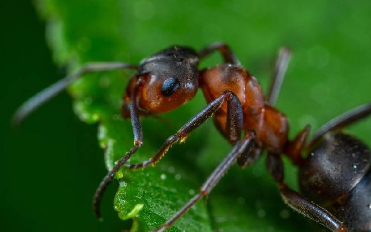 Our Approach to Pest Control and How You Can Do It At Home!
