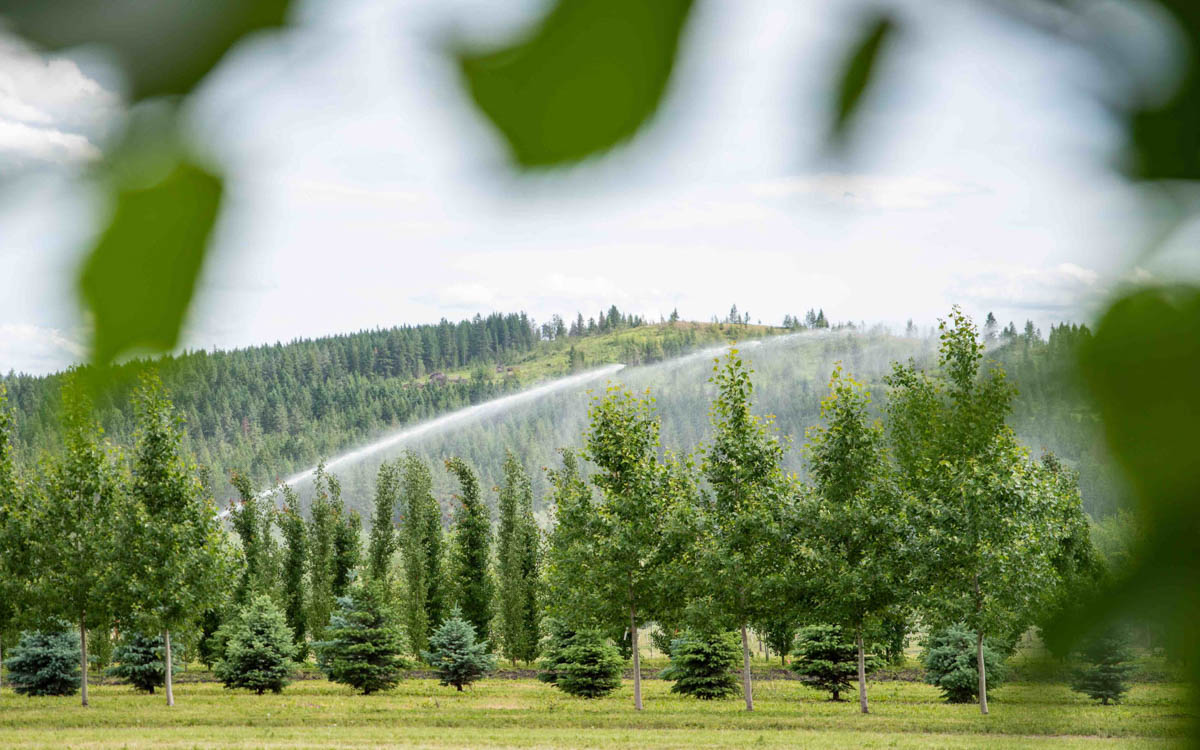 Plant Nutrition & Aphid Control