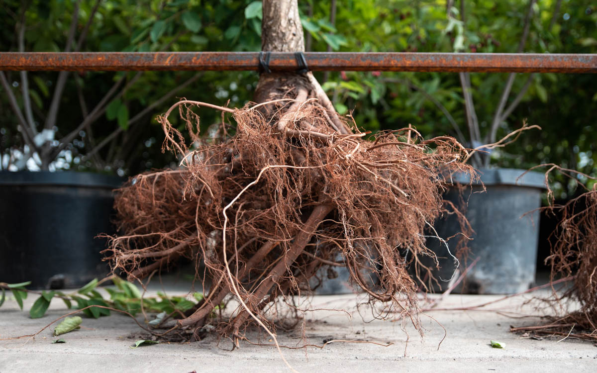Planting Bareroot Trees