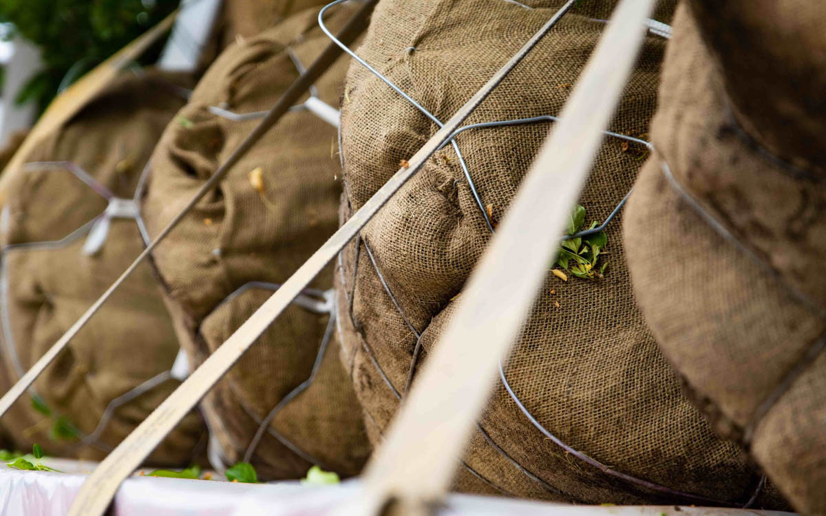 Planting Burlap & Basket Trees