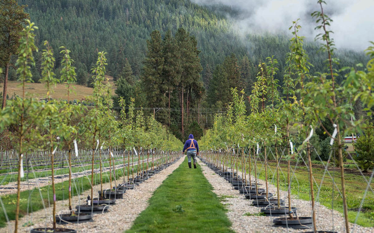 Planting Potted Trees